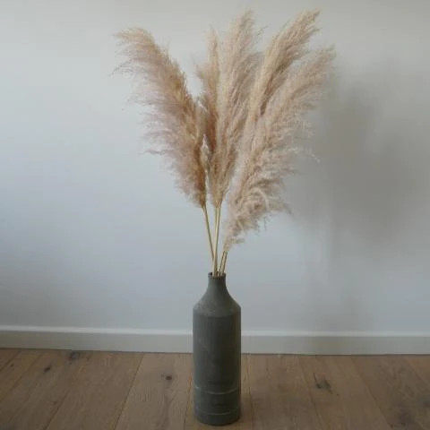 Pampasgras EXTRA BIG & FLUFFY | silver