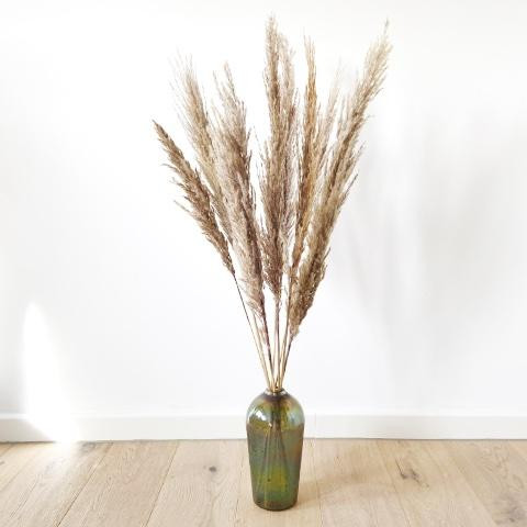 Pampasgras NATURAL | naturfarben