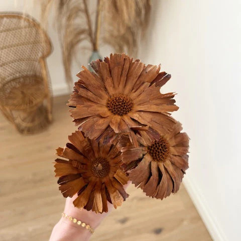 Getrocknete REPENS ROSETTE | 3 Stück | orange