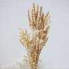 Trockenblumenstrauß NATURAL | naturfarben