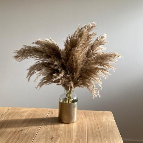 Pampasgras MIDI FLUFFY | 1 Stiel | naturfarben
